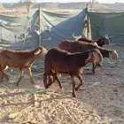 طليان سواكني حمري مرابي