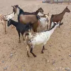 معزا جنوبية طيبات ونظاف منوة القناي