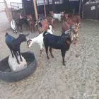 معزا جنوبية مقنوي بفحلها