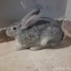 أرنب ذكر