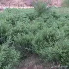 حناء ورق كميات