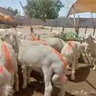 ذبيحتك لبيتك ذبايح طيبة مع الذبح والتوصيل