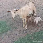 معزا جنوبيه وعمانيات بفحلها