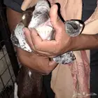 عنز سدس معها تيس مخصي عمره 4 أشهر