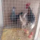 ثلاث دجاج. جمد وديك