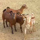 جفار جنوبيات مندي مغلقات شحم