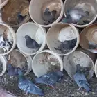 حمام عادي