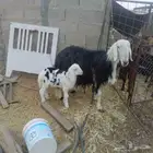 شاه نجدية