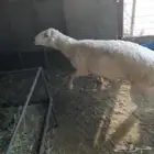 اعرض لكم فحل حري سن تاني صنف فاخر