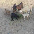 معزا جنوبيه وعمانيه خلفات