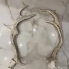 قرون غزال