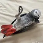 كاسكو