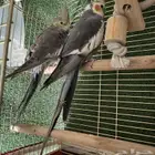 كروان اليف وغير اليف