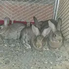 ارنب شنشلا وفرنسي