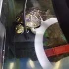 حيوانات للبيع (سلحفاة  وبر هامستر)