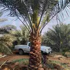 لدينا جميع انواع النخيل العربي المثمرة والزينه لامريكي وتوصي