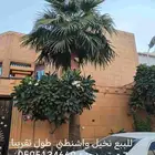 للبيع نخيل واشنطني طول تقريبا 6 ميتر الي 4 ميتر القلع علي ا