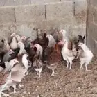 دجاج وديوك دندراوي