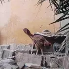 دجاجه حجازي