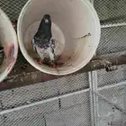 السلام عليكم