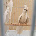 جوز كروان البينو أبيض