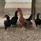 دجاج كوشامو قزم