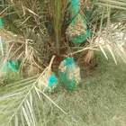 نخيل مثمر للبيع صقعي سكري اخلاص هلالي مجدوله شيشي برحي