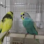 للبيع طيور كناري