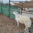 صبحاء جنوب الرويضة 60 كيلو