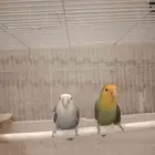 جوز روز