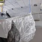 جوز كروان هولندي اليف جدا واذكر عنده نغمات كثيره على اسوم