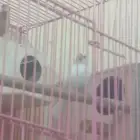 ذكر جاو البينو