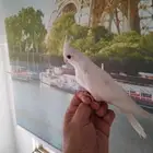 كروان البينو نهاية غر