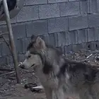 كلبه هاسكي للبيع