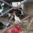 دجاج شامو ياباني الاب خارجي والام محلي