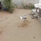 شبك لصيد الحمام