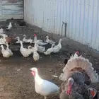 بط بكيني العدد حوال العشرين بيض الحبه 30 ريال