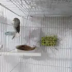 انثى كناري اغات مع فرخها