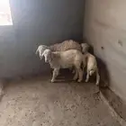 غنم حري للبيع طيبة ماشاء الله للذبيحه او ثلاجة