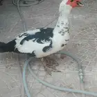 بط بلدي للبيع