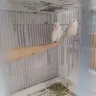 جوز روز البينو ابيض عيون حمر