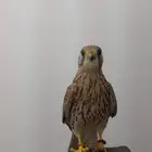 شبوط باشق البيع