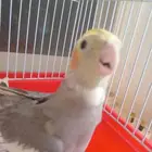 كروان هولندي أنثى