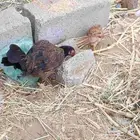 دجاج مهجن ومفتل العدد 14 معا واحد صوص وثنتين من الدجاج محضن