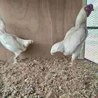 زوج كوشامو ( فارسي قزم)