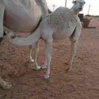 قعود للبيع طيب