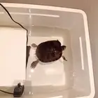 اسلحفاء كبيره رقبة طويله نادره