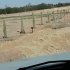 يوجد لدينا جميع انواع النخيل المثمر