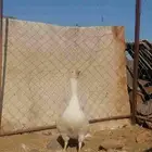 وز بلدي