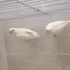 زوج روز البينو منتج للبيع